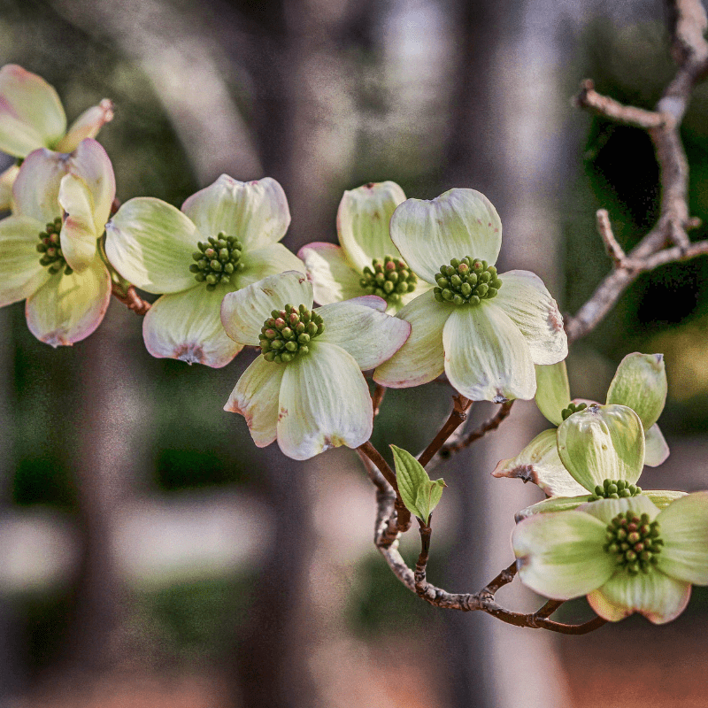 Spring Is in the Air!